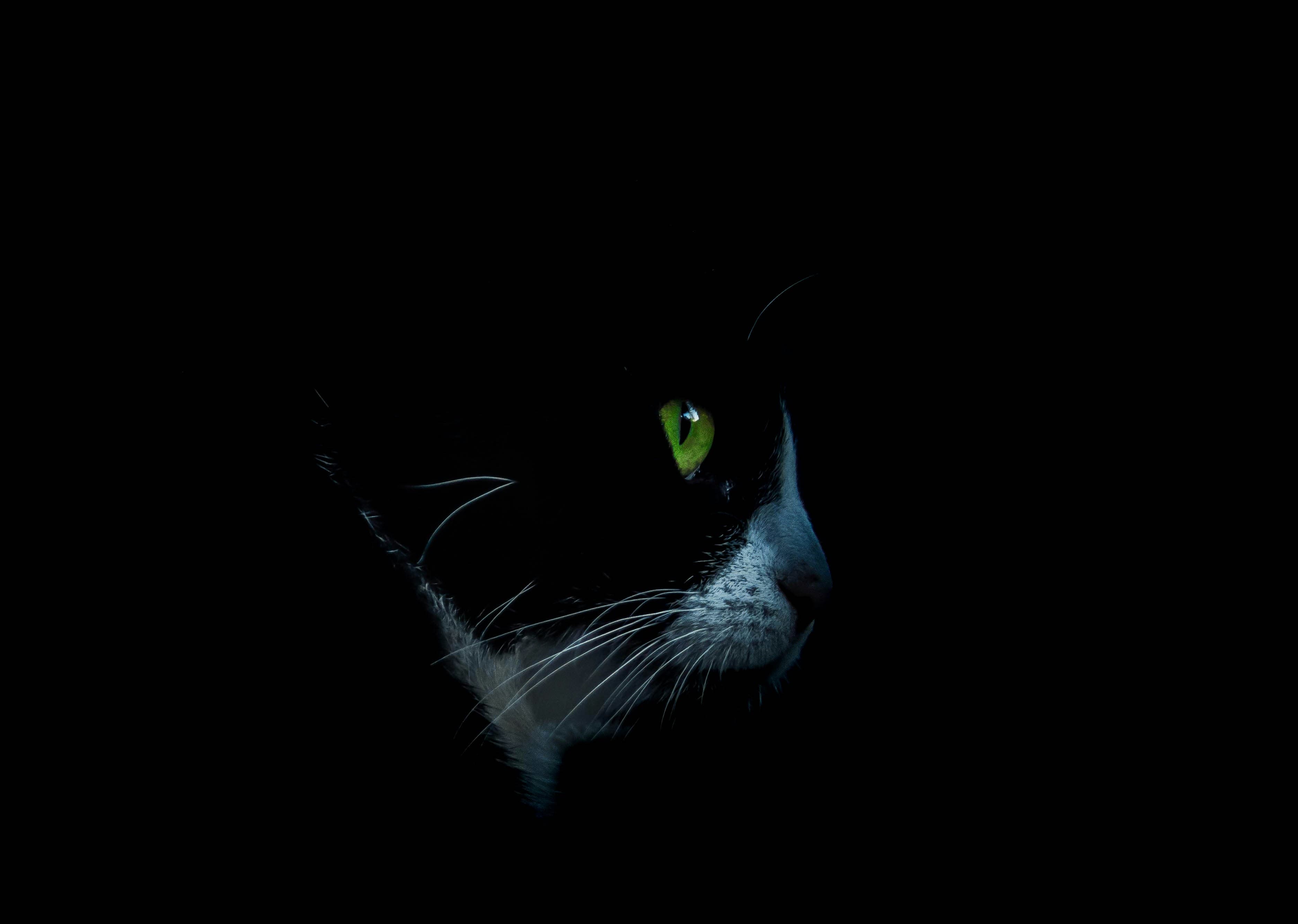 hero cat